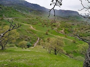 گوندی جاوری